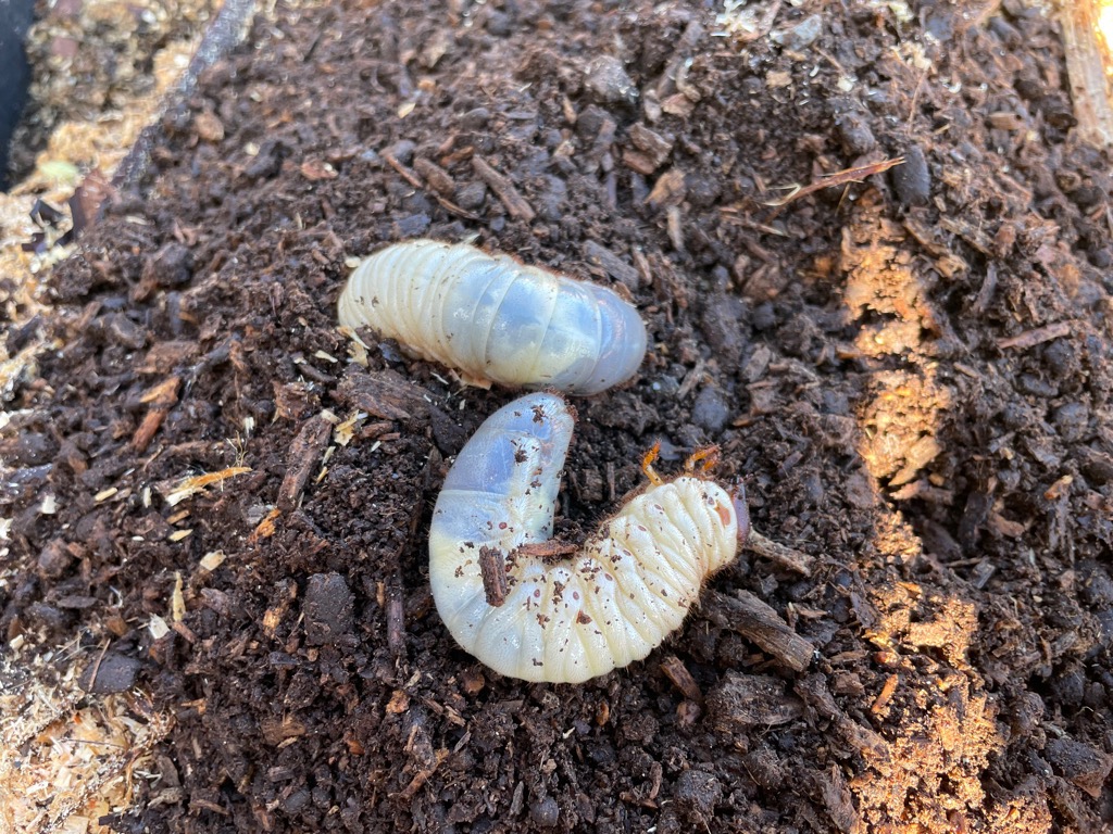 (イメージ)カブトムシの幼虫発掘イベント