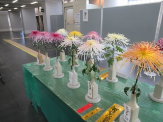 菊1