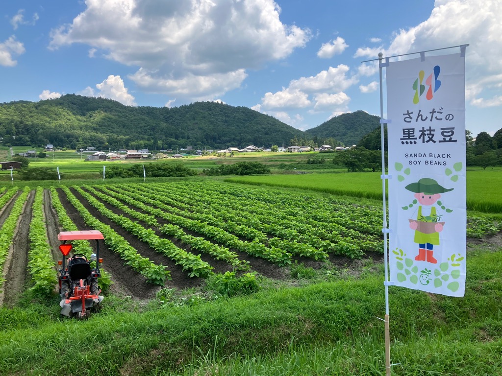 三田黒大豆枝豆 農地