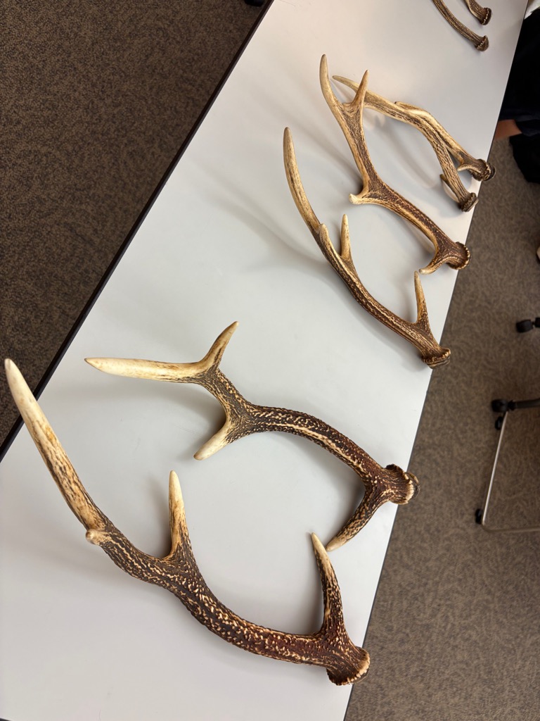 標本の鹿の角