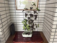は