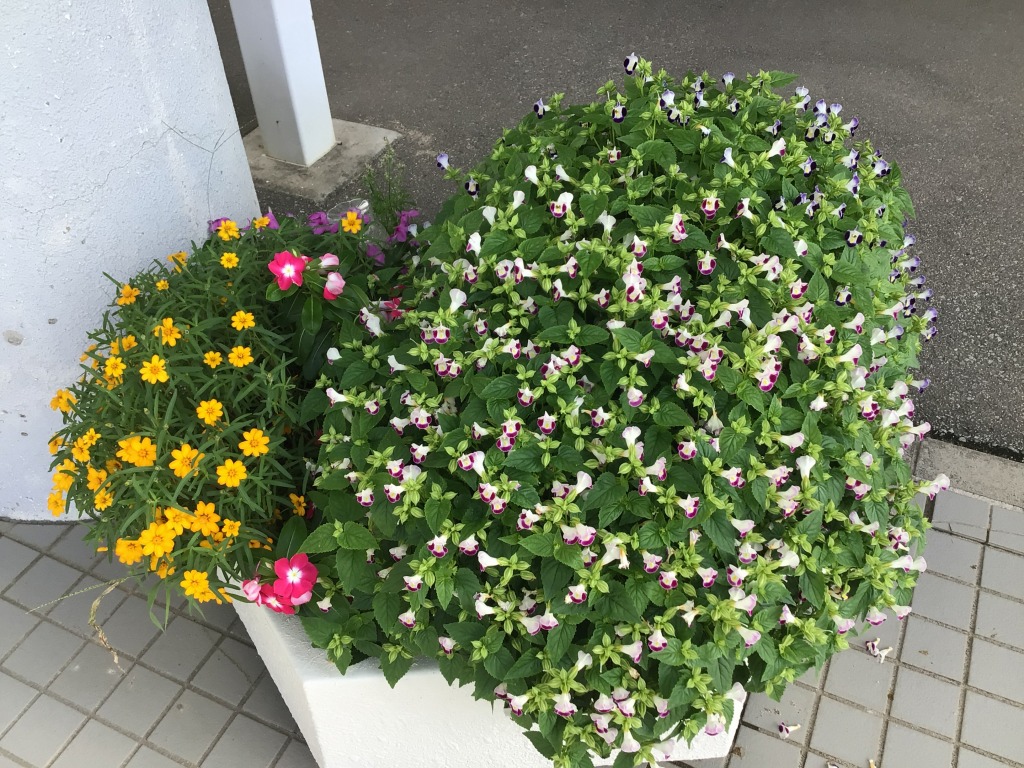 お花その2の2