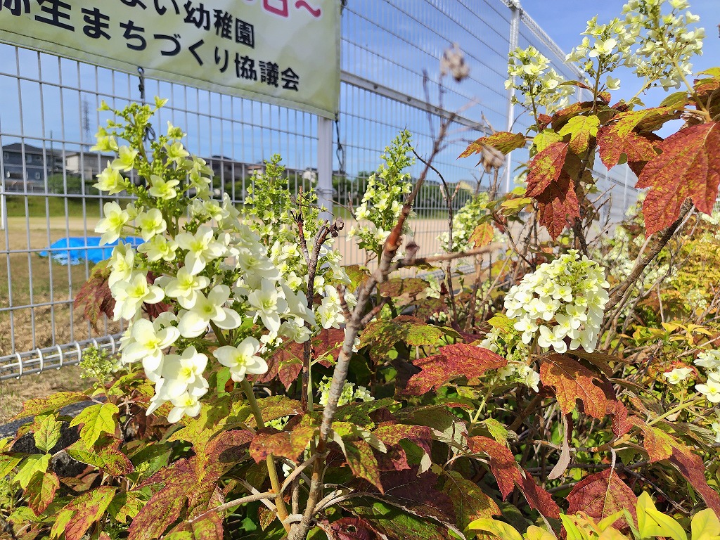 5月の花2