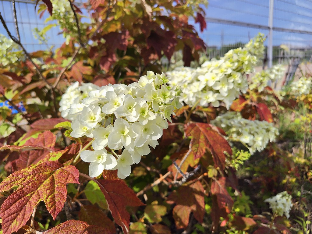 5月の花3