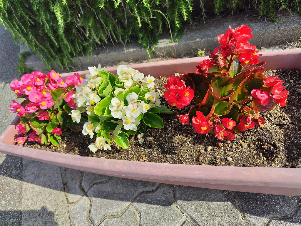 5月の花5