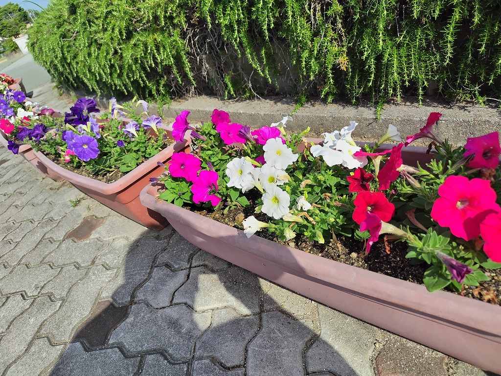 5月の花6