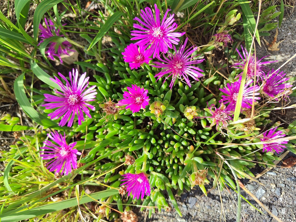 5月の花7