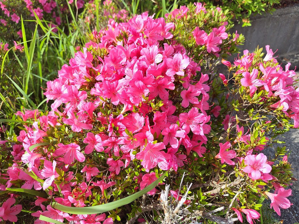 5月の花8