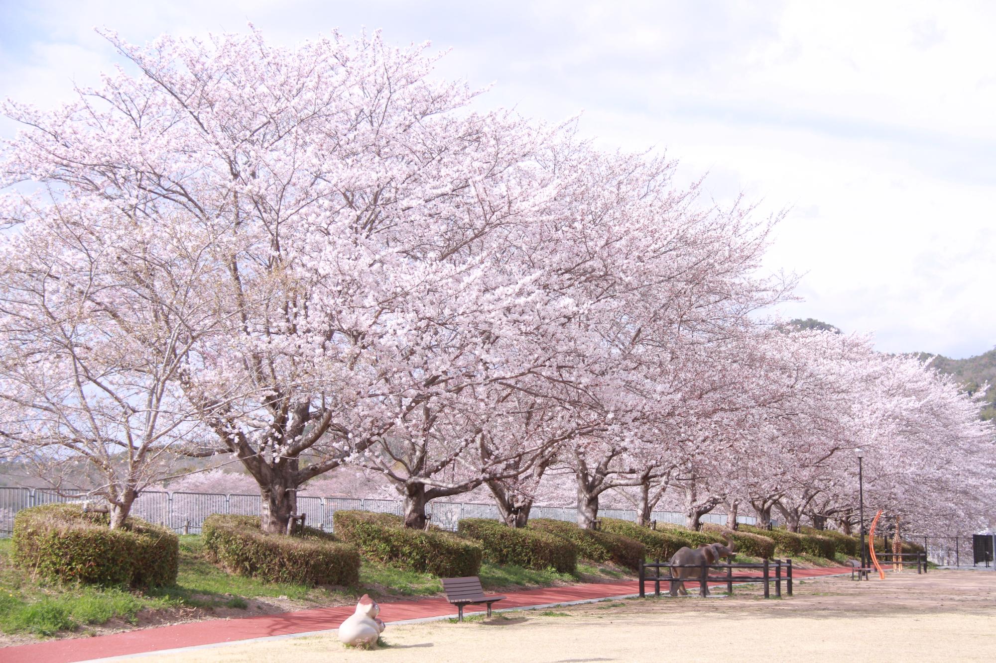 三田の桜の風景