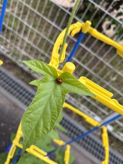 あさがお