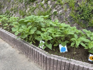 ひまわり