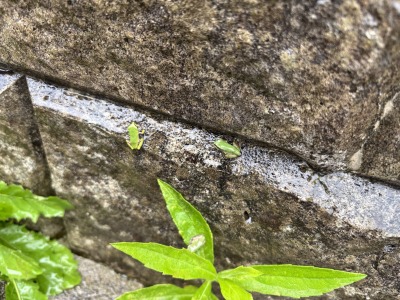 かえる