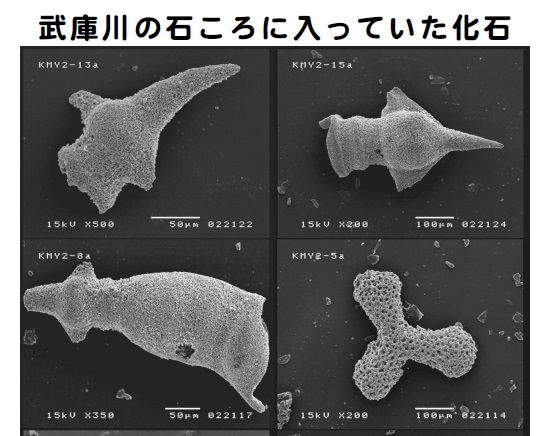 武庫川の石に含まれていた化石4点の電子顕微鏡写真