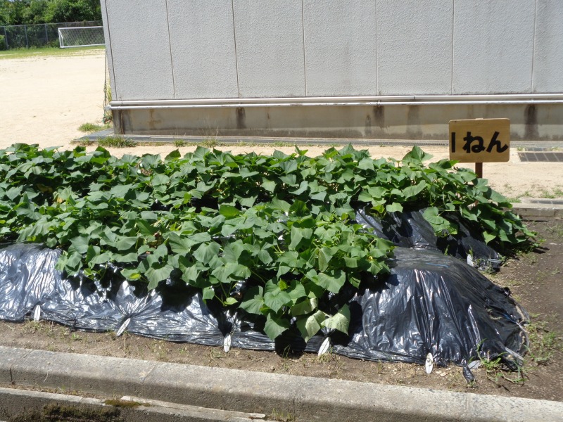 202507tsutsuji1nensatsumaimobatake