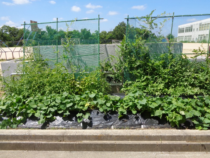 202507tsutsuji6nensuikahatake