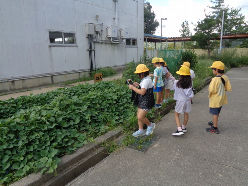 20250829tsutsuji1nenseikatsutannken