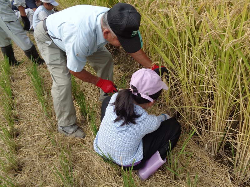 20250924tsutsujiinekaritaiken3nen2