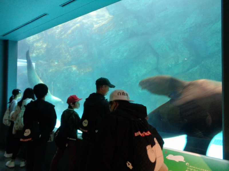 20251112tsutsuji6nenmiyajimasuizokkann