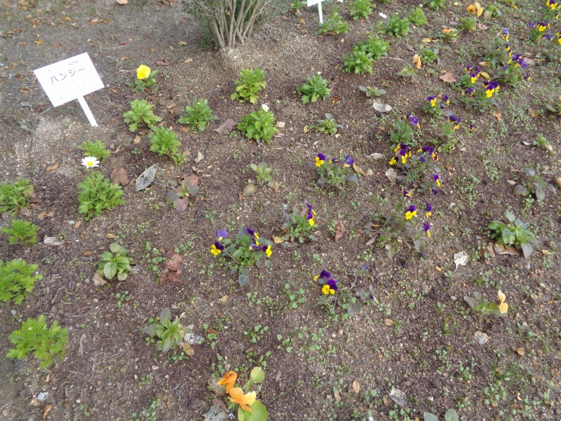 2025tsutsujikadanR7hanowa