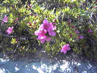 つつじが丘小学校校花であるピンク色のつつじの写真