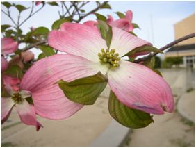 薄ピンク色の十字型の花を咲かせる花水木の花の写真