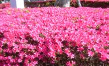 キリシマツツジの鮮やかなピンク色の花が画面いっぱいに広がる写真
