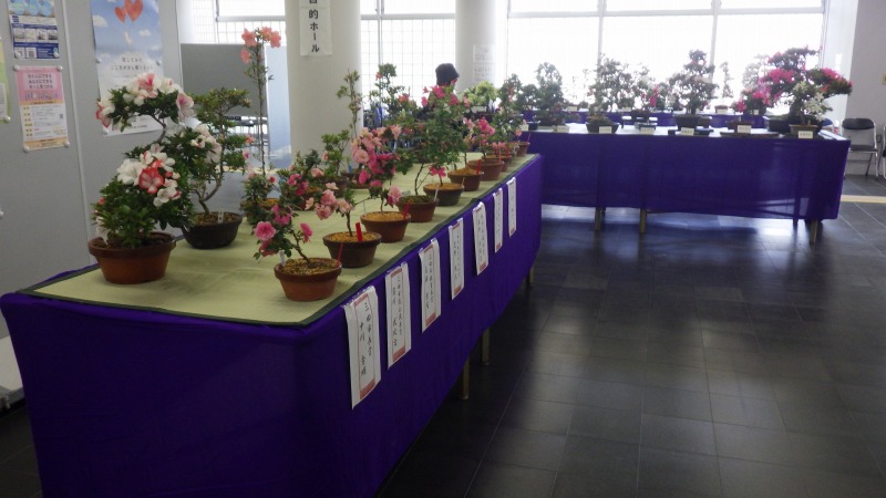 展示の様子