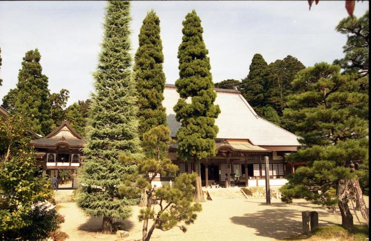 長細い木がいくつも植えられている、永澤寺の境内の写真