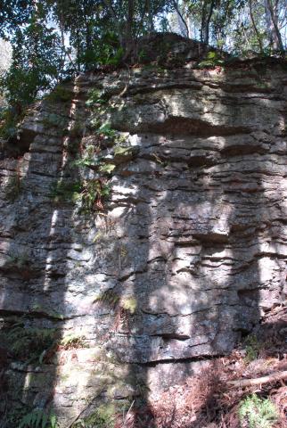 木漏れ日の当たる小柿の岩壁の写真
