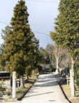 緑の並木で挟まれた中内神感神社の参道の写真