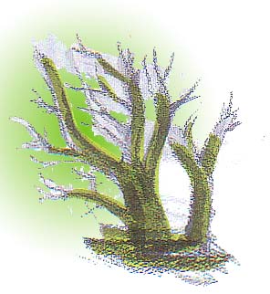 大きな幹から枝が伸びる樹木のイラスト