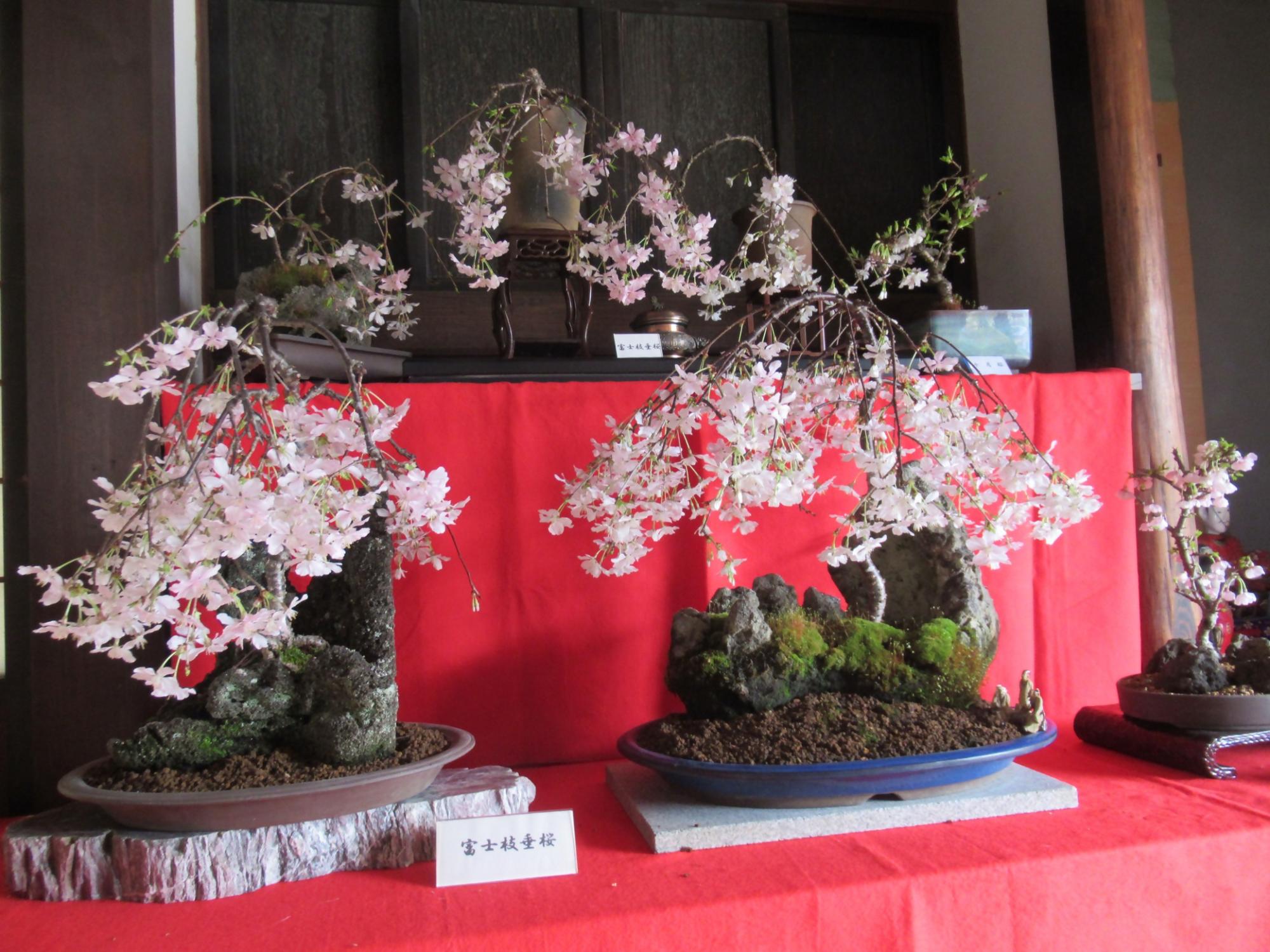 （イメージ）盆桜展