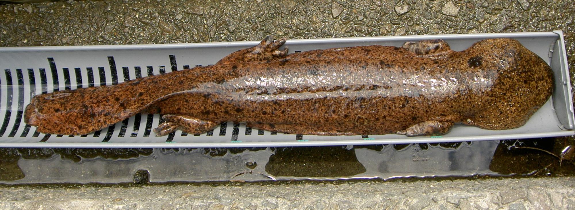 三田市内で発見されたオオサンショウウオ