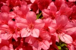 色鮮やかな赤い花の写真