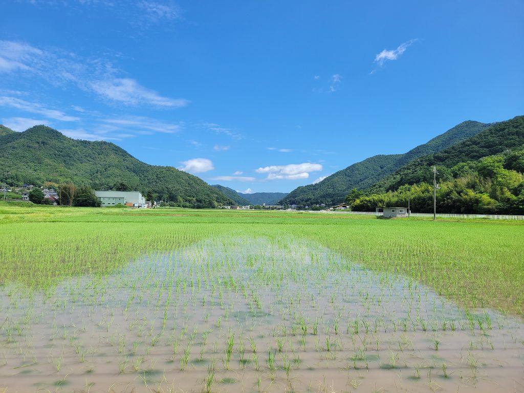 三田米作付風景