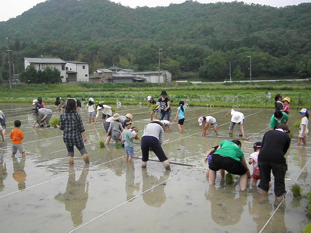 三田のエコファーマー農家の田んぼで多くの人たちが田植えをしている様子の写真