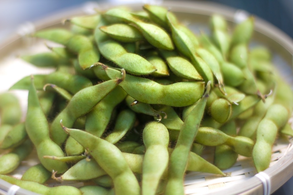 立派なさやで中に大きな実が詰まっていそうな黒大豆枝豆の写真