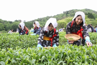 標高の高い母子地区で育つ母子茶の茶摘みの写真