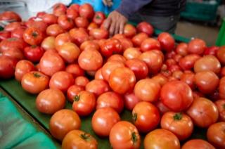 丸々と育った大量のトマトが収穫され積み上げられている写真