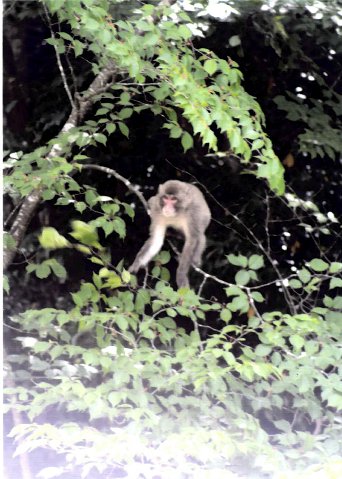高い木の上の方にある枝に乗っている野生のサルの写真