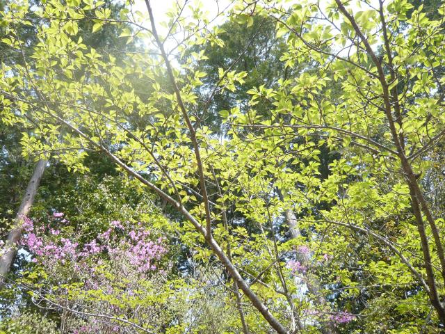 有馬富士の散策スポットで木々の隙間から日の光が差し込み、とても気持ちが良い雰囲気が伝わってくる写真