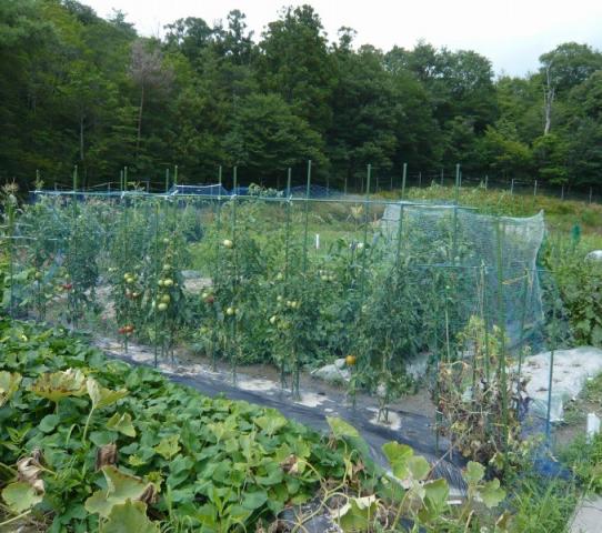 三田市ふれあい農園で育つ木々に囲まれブルーネットに覆われたトマトなどの野菜の写真