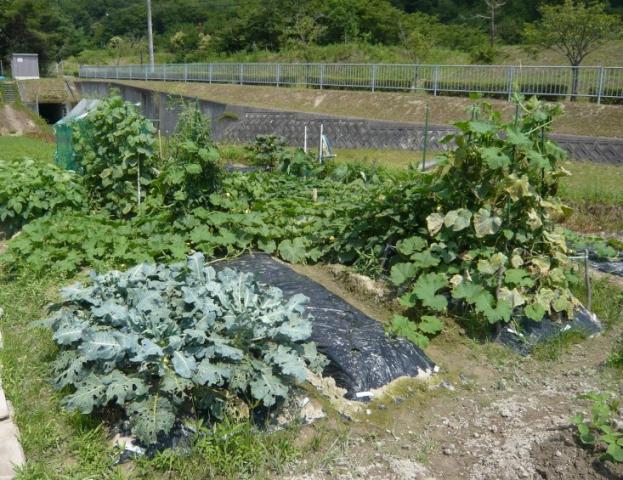三田市ふれあい農園で育つ黒マルチシートの上で大きな葉を広げた数種類の野菜の写真