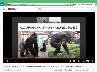 YouTubeのゴリラやチンパンジーの動画を移したスクリーンショット