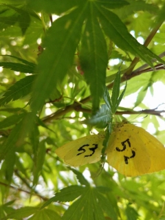 黄色い葉っぱに52と53という数字が書かれている写真