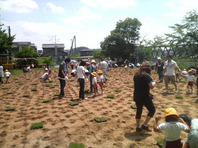 グラウンドに芝苗を植えている児童たちの写真