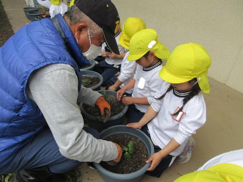 園児が地域の方に野菜の植え方を教えてもらっている写真