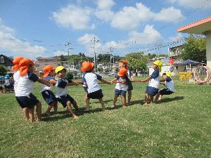 芝生園庭で園児が綱引きをしている写真