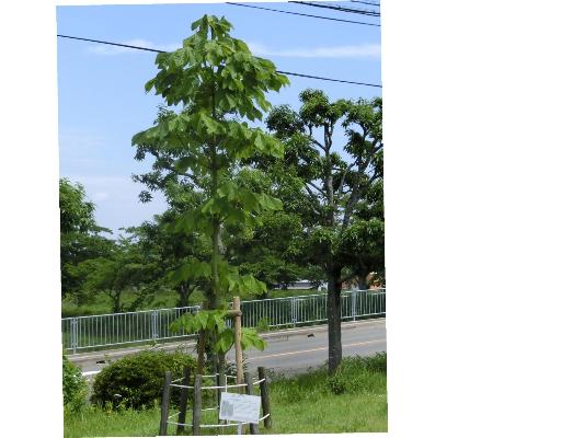 令和7年度アオギリの様子