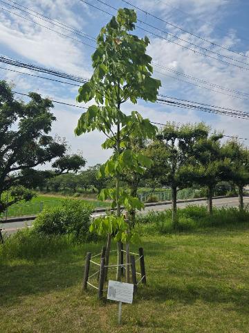令和7年度アオギリの様子